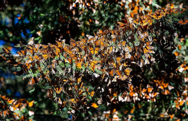 Kolonia motyli Monarch Danaus plexippus na gałęziach sosny w parku Rezerwat El Rosario w Biosfera Monarca Angangueo Stan Michoacan Meksyk