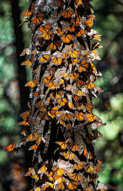 Kolonia motyli Monarch Danaus plexippus na pniu sosny w parku Rezerwat El Rosario w Biosfera Monarca Angangueo Stan Michoacan Meksyk