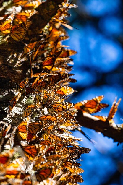 Kolonia motyli Monarch Danaus plexippus na pniu sosny w parku Rezerwat El Rosario w Biosfera Monarca Angangueo Stan Michoacan Meksyk