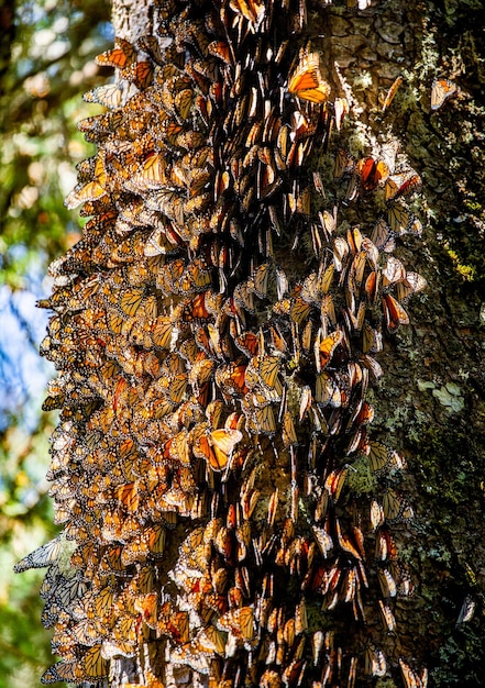 Kolonia motyli Monarch Danaus plexippus na pniu sosny w parku Rezerwat El Rosario w Biosfera Monarca Angangueo Stan Michoacan Meksyk