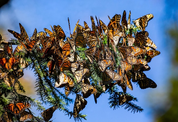 Zdjęcie kolonia motyli monarch danaus plexippus siedzi na gałęziach sosny w parku el rosario reserve of the biosfera monarca angangueo state of michoacan mexico