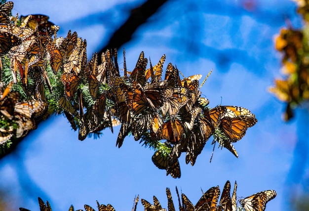 Kolonia motyli Monarch Danaus plexippus siedzi na gałęziach sosny w parku El Rosario Reserve of the Biosfera Monarca Angangueo State of Michoacan Mexico