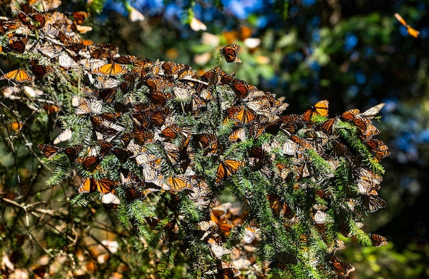 Kolonia motyli Monarch Danaus plexippus siedzi na gałęziach sosny w parku El Rosario Reserve of the Biosfera Monarca Angangueo State of Michoacan Mexico