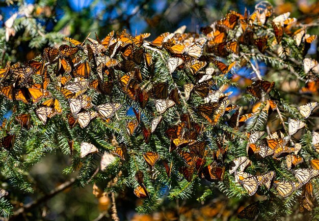 Kolonia motyli Monarch Danaus plexippus siedzi na gałęziach sosny w parku El Rosario Reserve of the Biosfera Monarca Angangueo State of Michoacan Mexico