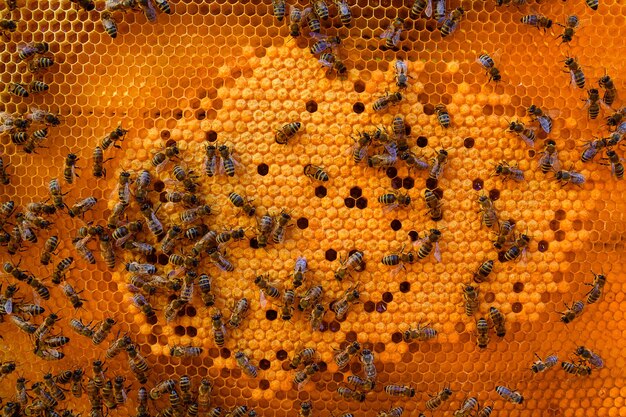 kolonia pszczół na plastrach pszczoły robotnice