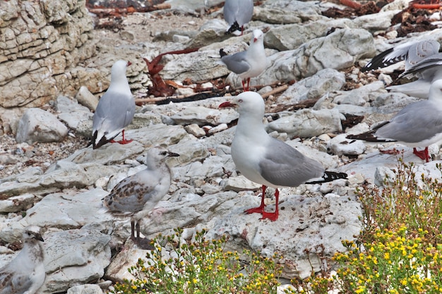 Kolonia ptaków w Kaikoura, Nowa Zelandia