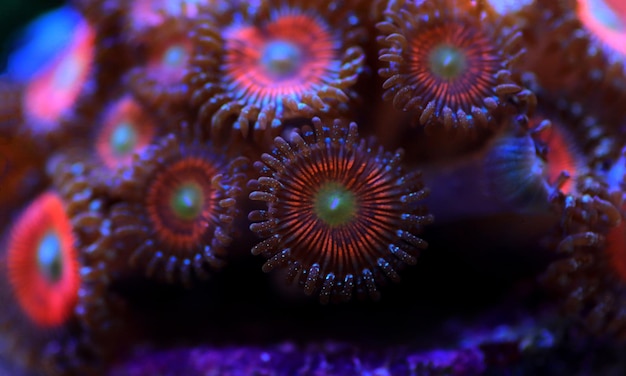 Kolonie polipów Zoanthid są niesamowitą kolorową żywą dekoracją dla każdego akwarium z rafą koralową