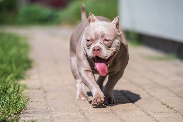 Kolor liliowy pies American Bully strzeże domu na zewnątrz