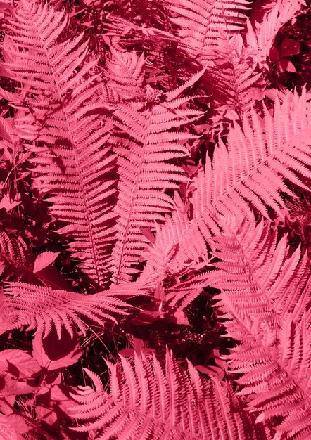 Kolor roku 2023 Viva Magenta Świeże liście malin z bliska Abstrakcyjne tło natury Widok z góry