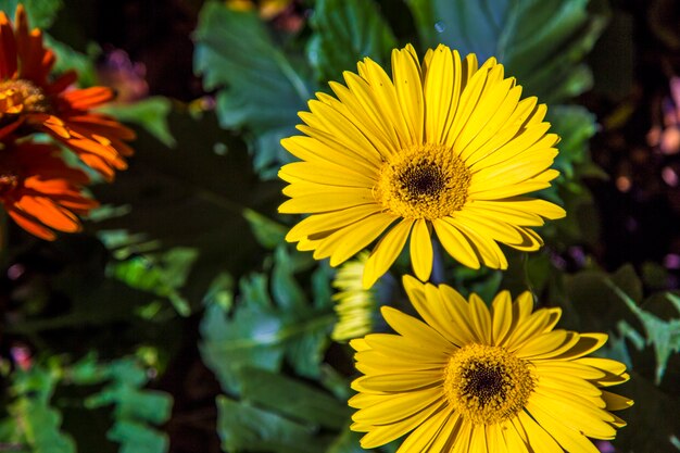 Kolor rośliny Gerbera