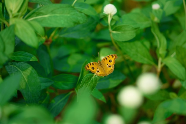 Kolor żółty otwarty skrzydłowy motyl na zieleni opuszcza tło
