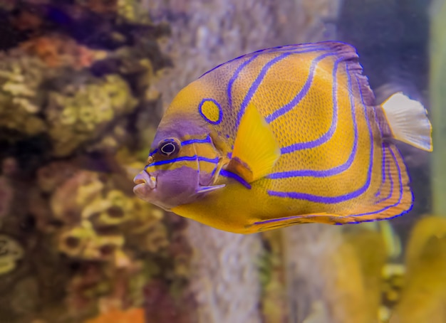 Zdjęcie kolorowa denna ryba w akwarium