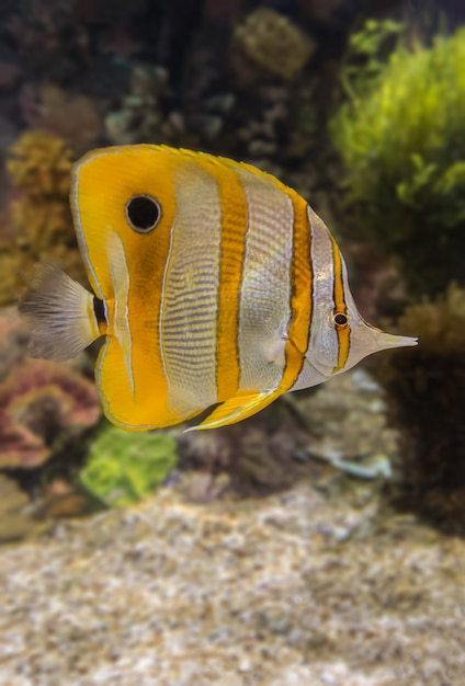 Zdjęcie kolorowa denna ryba w akwarium