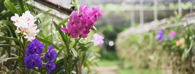 Kolorowa Farma Orchidei W Tajlandii