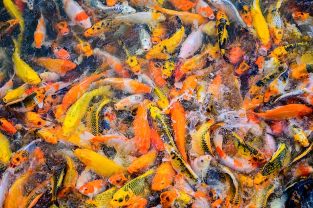 Zdjęcie kolorowa galanteryjna karp ryba, japonia koi ryba pływa w stawach