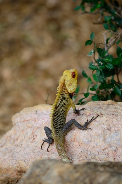 Kolorowa iguana na kamieniu, Sri Lanka