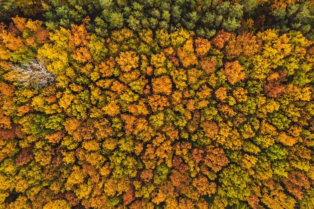 Kolorowa jesienna forma lasu powyżej uchwycona za pomocą drona Naturalne tło krajobrazu sezonowego