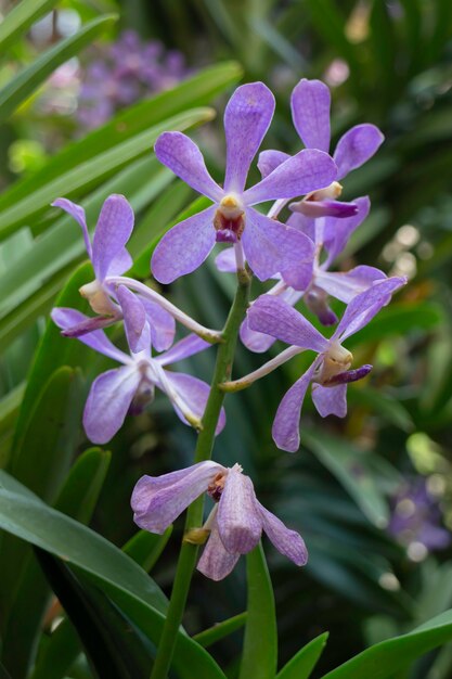 Kolorowa kawiarnia farmy orchidei i przemysł rolniczy