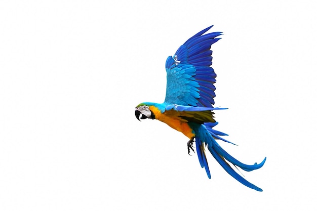 Zdjęcie kolorowa latająca papuga izolowana na białym tle