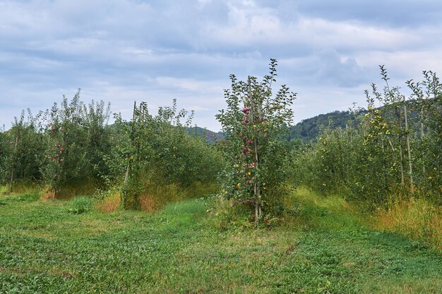 Kolorowa martwa natura - czerwona strąk słodkiej papryki na zielonym talerzu na macie z trzciny cukrowej