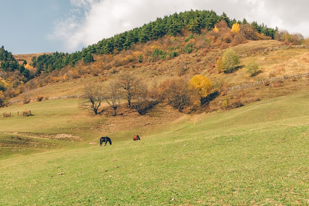 Kolorowa natura sceniczna lasu i rzeki ślada w kraju europejskim.