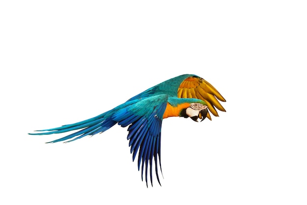 Kolorowa niebieska i złota papuga Ara latająca na białym tle.