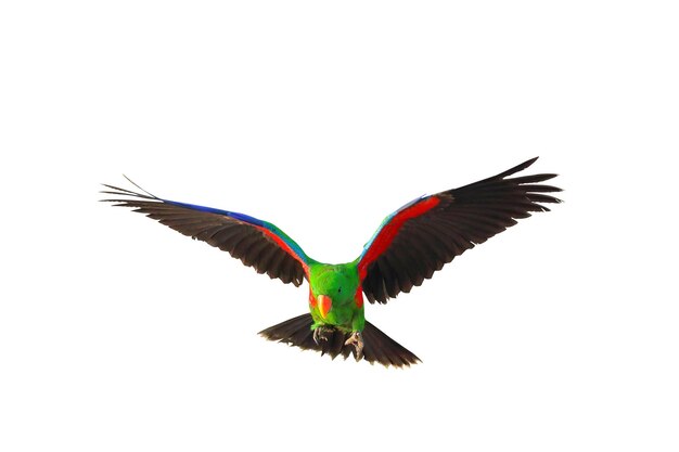 Kolorowa papuga Eclectus latająca na białym tle