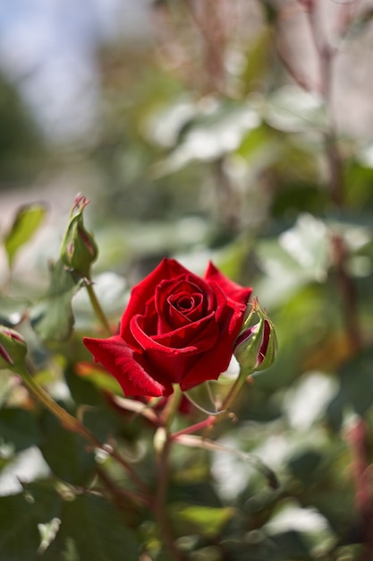 Kolorowa piękna delikatna róża w ogrodzie