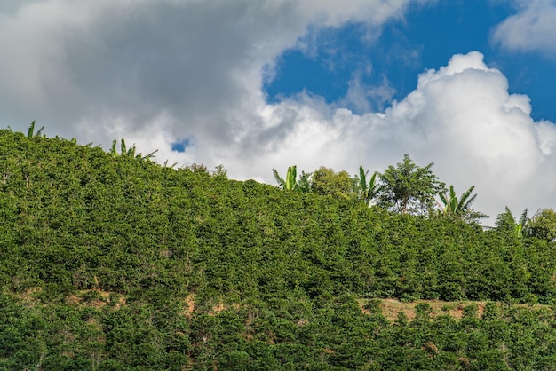 Kolorowa plantacja kawy na pochyłym zboczu pod błękitnym niebem z chmurami
