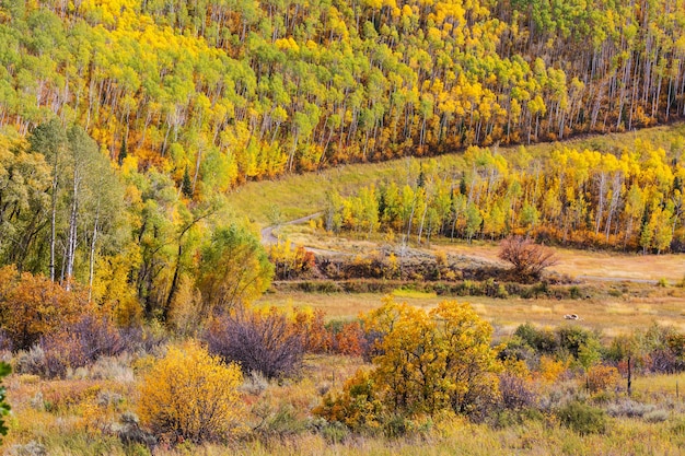 Kolorowa słoneczna scena leśna w sezonie jesiennym z żółtymi drzewami w pogodny dzień.