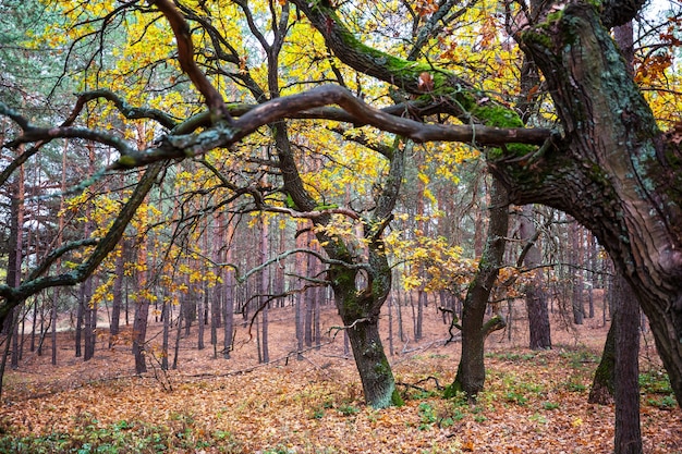 Kolorowa słoneczna scena leśna w sezonie jesiennym z żółtymi drzewami w pogodny dzień.