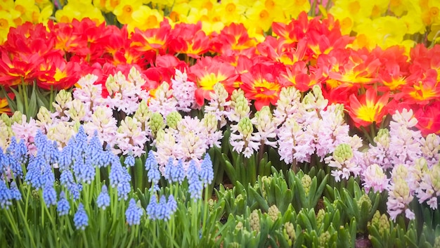 Kolorowa tulipan dekoracja kwiatowa w ogródzie - Piękni tulipany odpowiadają kwitnącej wiosny kwiecistego tło