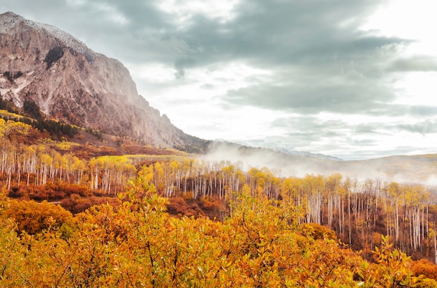 Kolorowa żółta jesień w Kolorado, Stany Zjednoczone. Jesień.