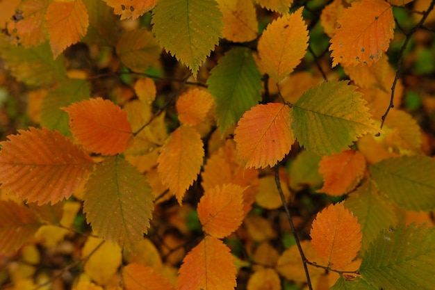 Kolorowe czerwone i zielone liście na drzewie w okresie jesiennym