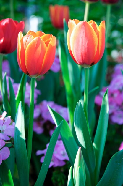 kolorowe czerwone tulipany