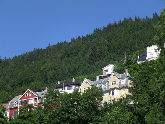 Kolorowe domy na zboczu wzgórza wśród ciemnozielonych drzew w Bergen Hordaland w Norwegii