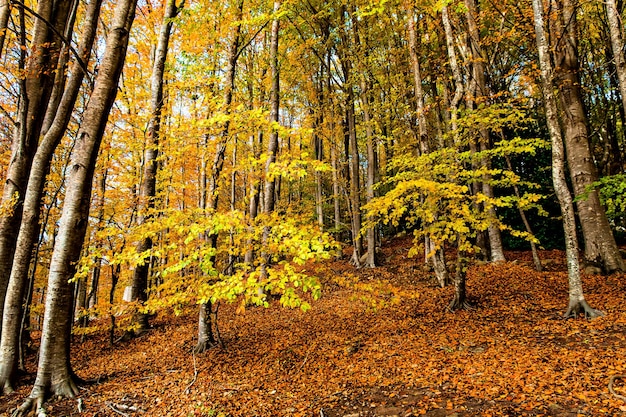 Kolorowe drzewa i liście jesienią w parku przyrody Montseny w Barcelonie, Hiszpania.