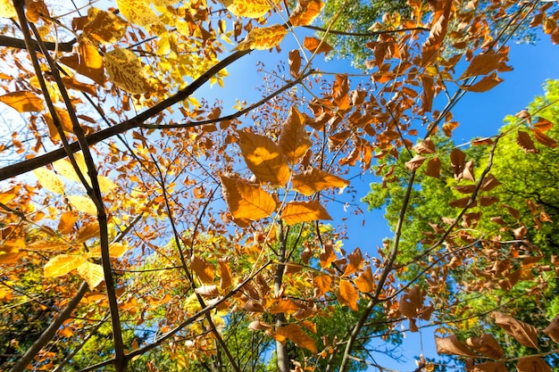 Kolorowe Drzewa Liściaste Jesienią W Lesie, Liście Drzew Zmieniają Kolor Podczas Opadania Liści