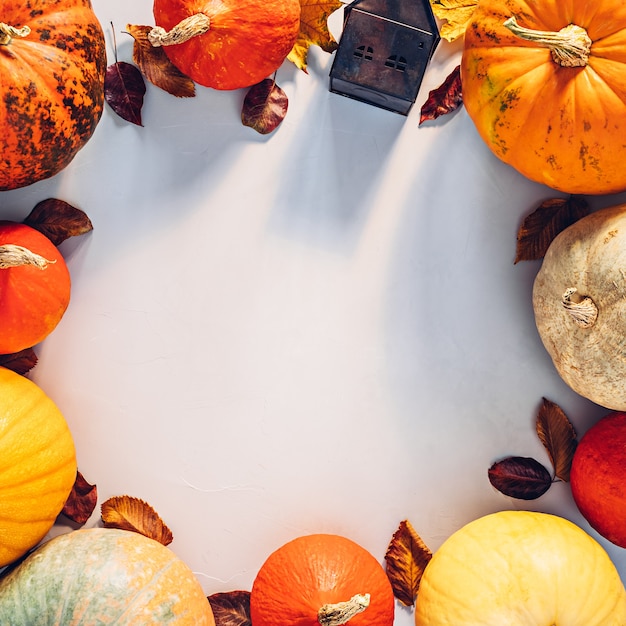 Kolorowe dynie i opadłe liście w słońcu na tle halloween z miejscem na kopię