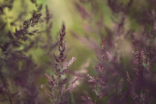 kolorowe dzikie trawy z rozmytym tłem jako abstrakcyjne letnie inspirujące zbliżenie