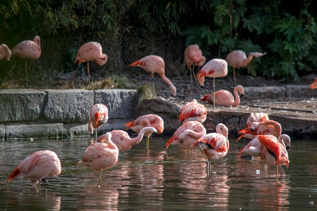 Zdjęcie kolorowe flamingi w jeziorze ekoparku