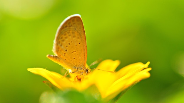 Kolorowe i piękne motyle