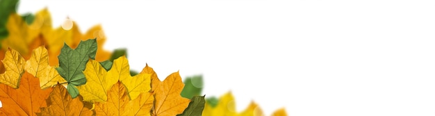Kolorowe jasne liście na białym tle w ramce