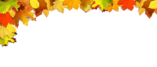 Zdjęcie kolorowe jasne liście na białym tle w ramce