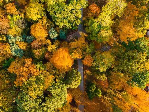 Kolorowe jesienne liście i wzory chodników w parku miejskim