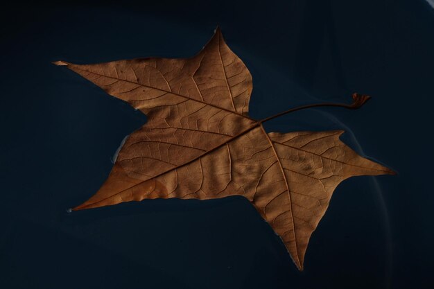 Zdjęcie kolorowe jesienne liście pływające w wodzie jeziora jeziora jesienne liście jesienne liście w kałuży deszczowej w