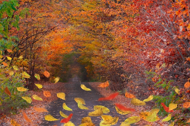 Kolorowe jesienne liście w Święto Dziękczynienia podczas swobodnego spadania Jesienny nastrój w tle Jesienna mieszanka liści