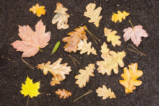 Kolorowe jesienne opadłe liście na mokrym asfalcie tle
