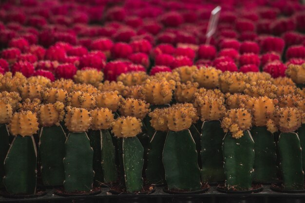 Kolorowe kaktus ułożone w puli czarny garnek