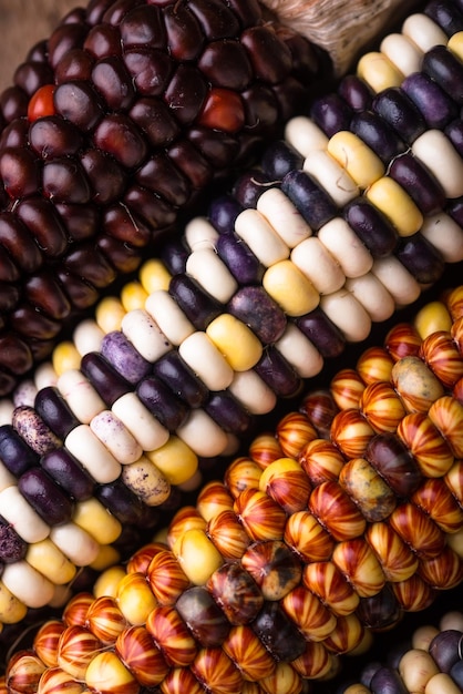 Kolorowe kolby kukurydzy z bliska